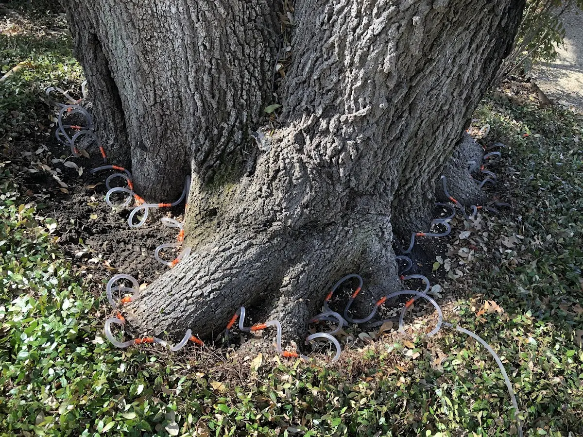 Detailed Tree Cabling and Bracing job site in Phoenicia