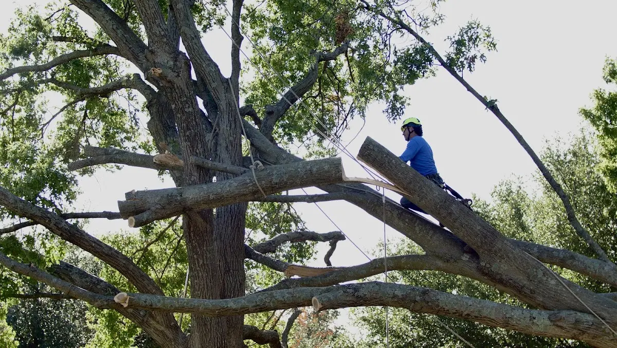 Professional Crown Thinning performed by certified arborists in Phoenicia